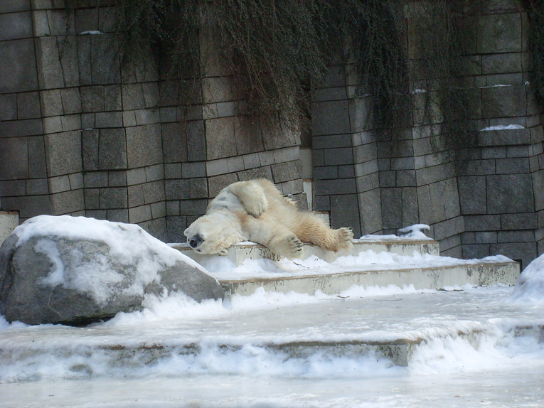 Eisbär Lars im Wuppertaler Zoo am 16. Januar 2010