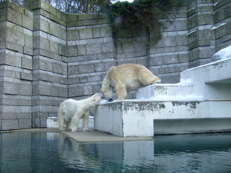 Eisbärin Jerka und Eisbär Lars im Zoo Wuppertal am 16. Januar 2010