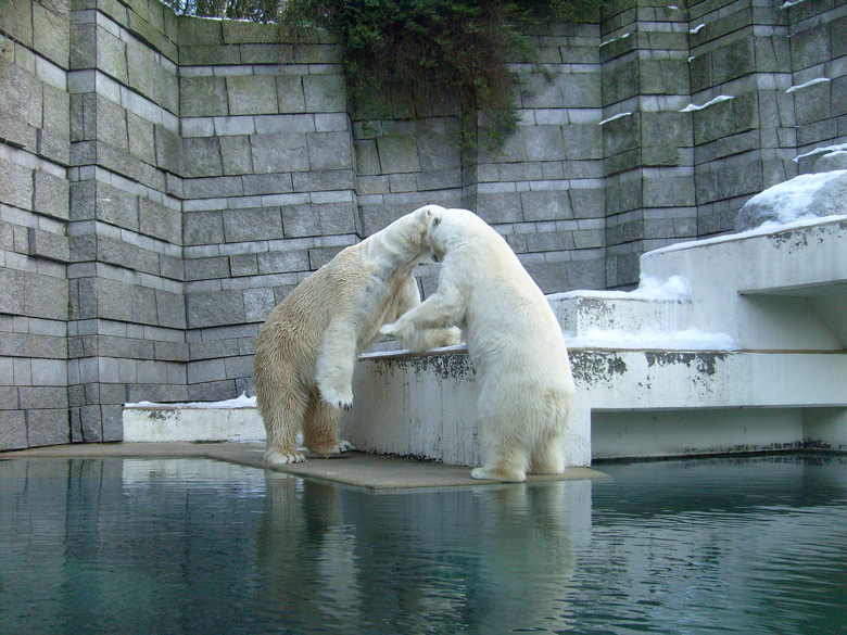 Eisbär Lars und Eisbärin Jerka im Zoologischen Garten Wuppertal am 16. Januar 2010