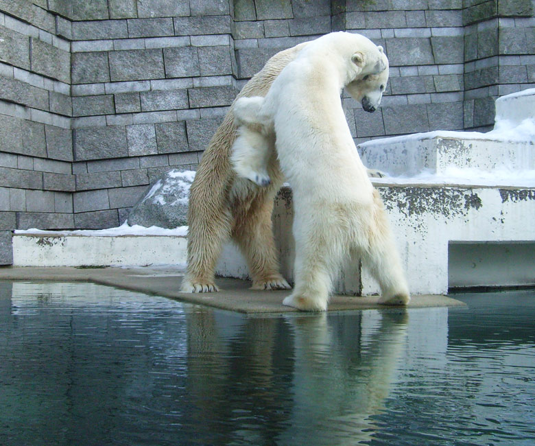 Eisbär Lars und Eisbärin Jerka im Wuppertaler Zoo am 16. Januar 2010
