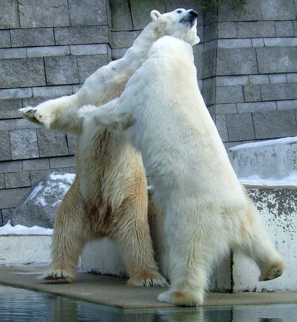 Eisbär Lars und Eisbärin Jerka im Wuppertaler Zoo am 16. Januar 2010