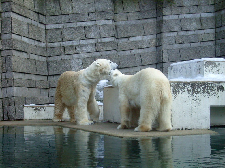 Eisbär Lars und Eisbärin Jerka im Zoologischen Garten Wuppertal am 16. Januar 2010