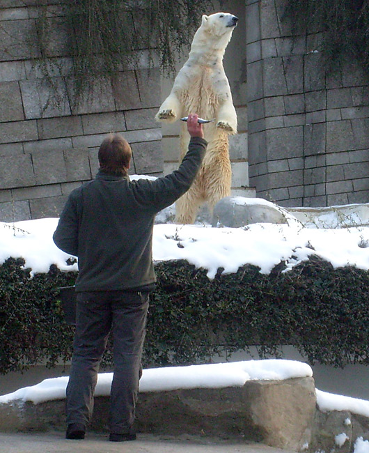 Eisbär Lars im Zoo Wuppertal am 16. Januar 2010