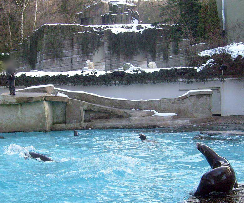 Fütterung der Kalifornischen Seelöwen im Wuppertaler Zoo am 16. Januar 2010