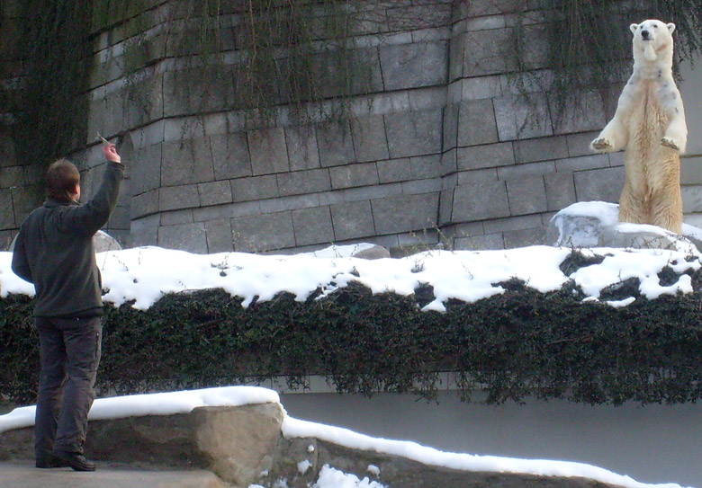 Eisbär Lars im Zoologischen Garten Wuppertal am 16. Januar 2010