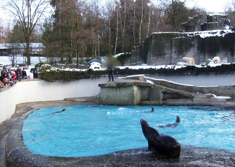 Fütterung der Kalifornischen Seelöwen im Zoologischen Garten Wuppertal am 16. Januar 2010