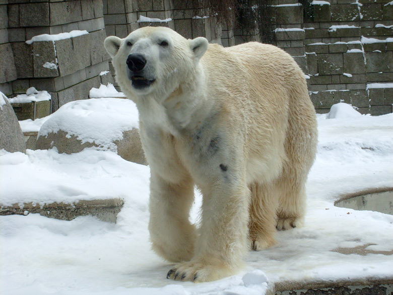 Eisbär Lars im Zoo Wuppertal am 15. Februar 2010