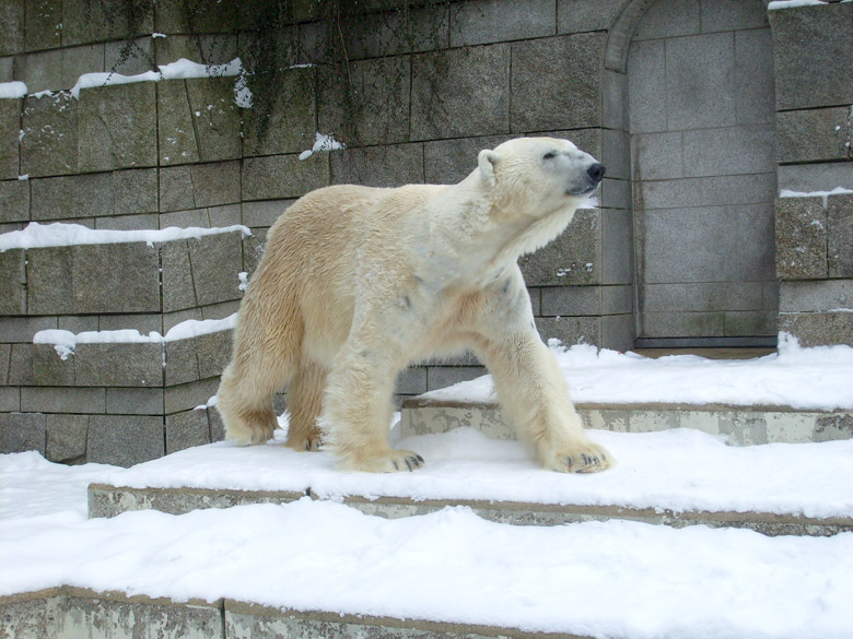 Eisbär Lars im Zoologischen Garten Wuppertal am 15. Februar 2010