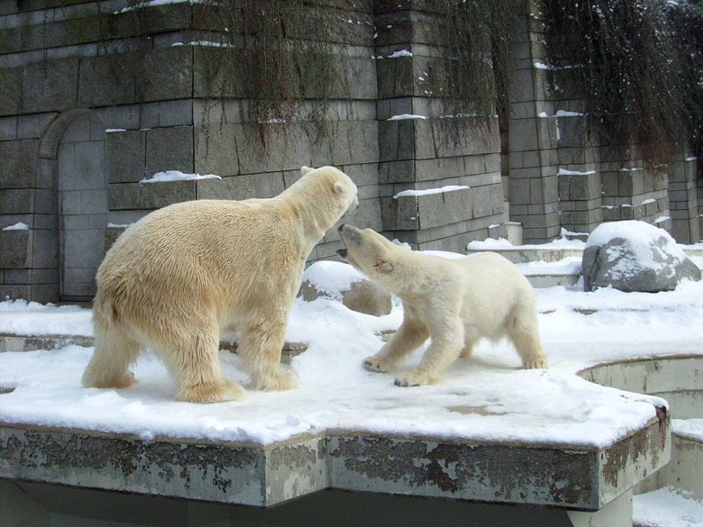 Eisbär Lars und Eisbärin Jerka im Zoologischen Garten Wuppertal am 15. Februar 2010