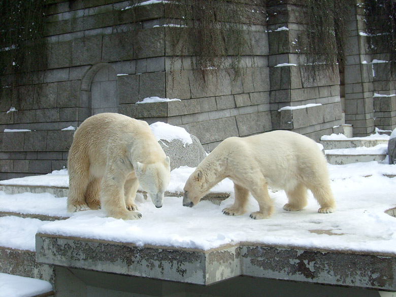 Eisbär Lars und Eisbärin Jerka im Zoo Wuppertal am 15. Februar 2010