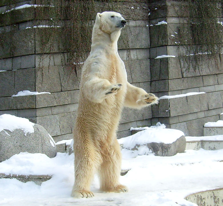 Eisbär Lars im Wuppertaler Zoo am 15. Februar 2010