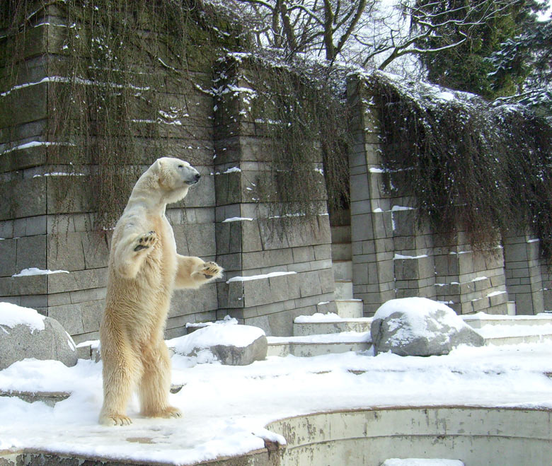 Eisbär Lars im Zoo Wuppertal am 15. Februar 2010