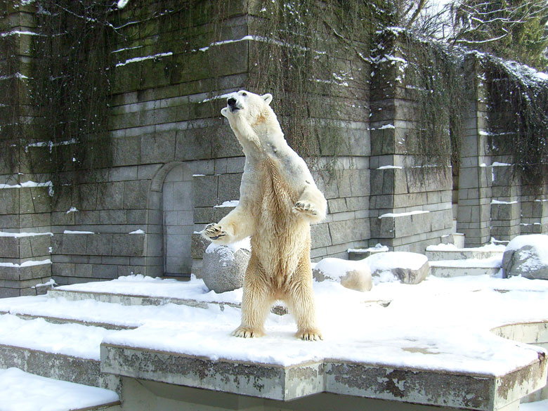 Eisbär Lars im Zoologischen Garten Wuppertal am 15. Februar 2010