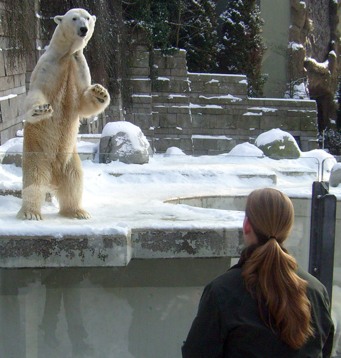 Eisbär Lars wartete auf einen Fisch von der Tierpflegerin im Wuppertaler Zoo am 15. Februar 2010