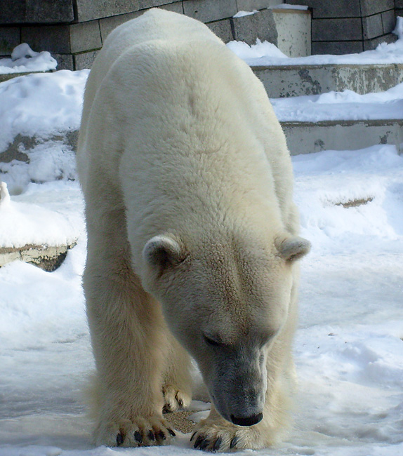 Eisbärin Jerka im Zoologischen Garten Wuppertal am 15. Februar 2010