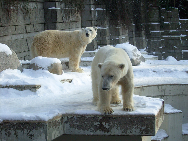Eisbärin Jerka und Eisbär Lars im Wuppertaler Zoo am 15. Februar 2010