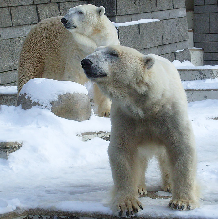 Eisbärin Jerka und Eisbär Lars im Zoologischen Garten Wuppertal am 15. Februar 2010
