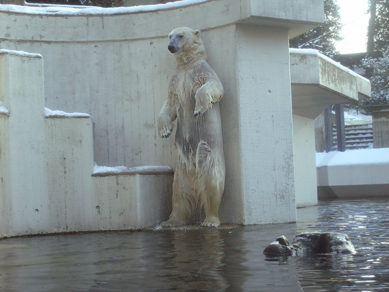 Eisbärin Jerka im Zoologischen Garten Wuppertal am 15. Februar 2010
