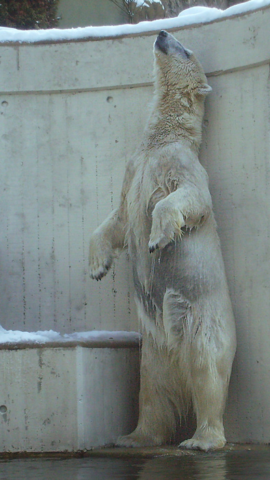 Eisbärin Jerka im Zoo Wuppertal am 15. Februar 2010
