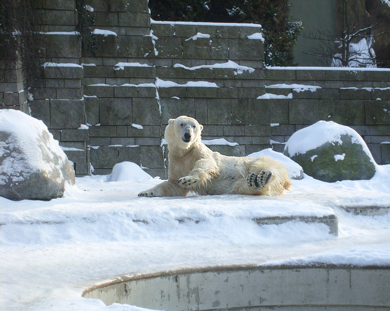 Eisbärin Jerka im Wuppertaler Zoo am 15. Februar 2010