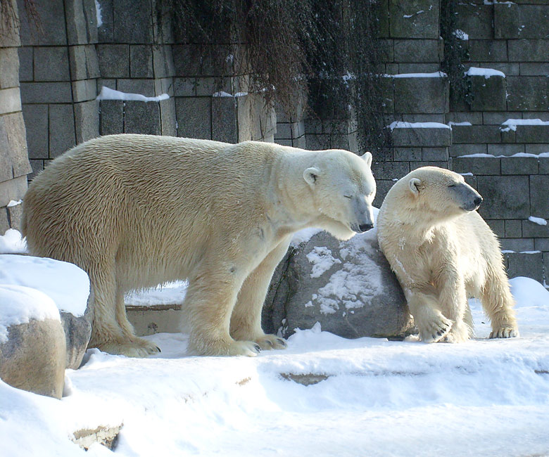 Eisbär Lars und Eisbärin Jerka im Wuppertaler Zoo am 15. Februar 2010