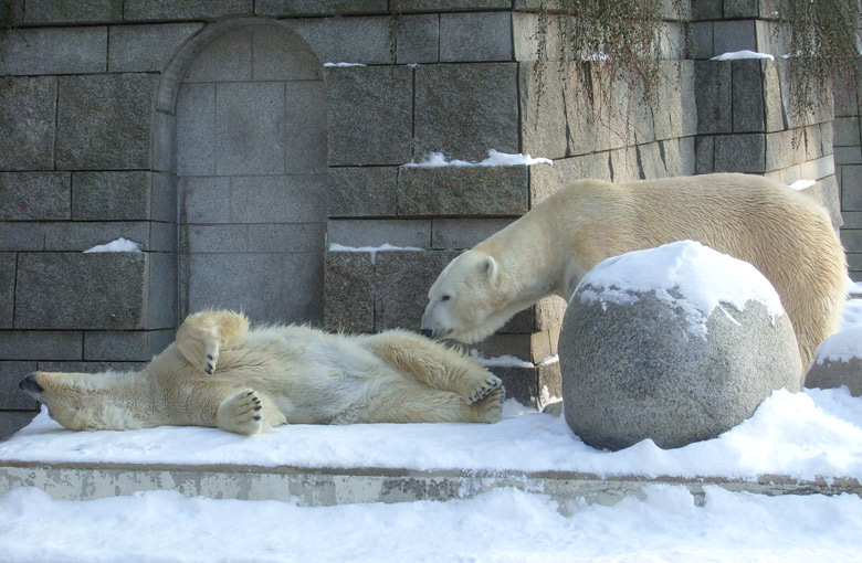 Eisbärin Jerka und Eisbär Lars im Zoologischen Garten Wuppertal am 15. Februar 2010