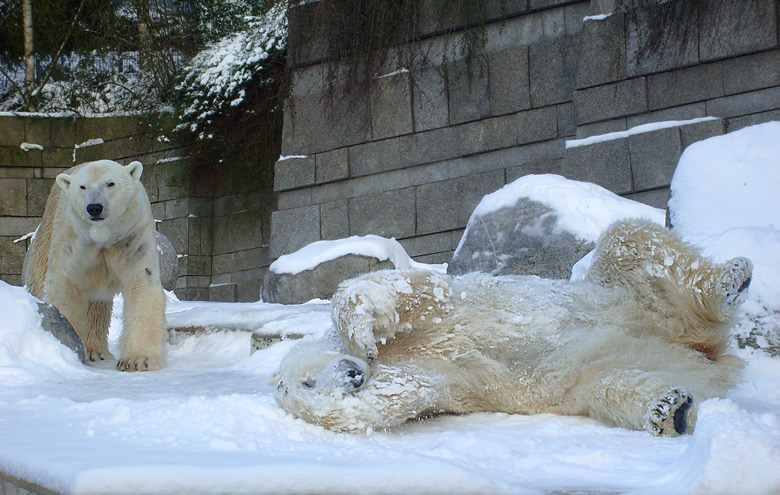 Eisbär Lars und Eisbärin Jerka im Zoo Wuppertal am 15. Februar 2010