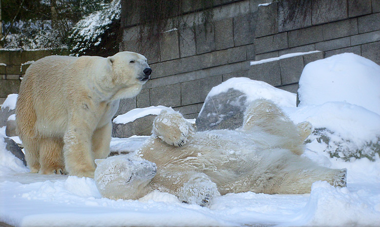 Eisbär Lars und Eisbärin Jerka im Zoologischen Garten Wuppertal am 15. Februar 2010