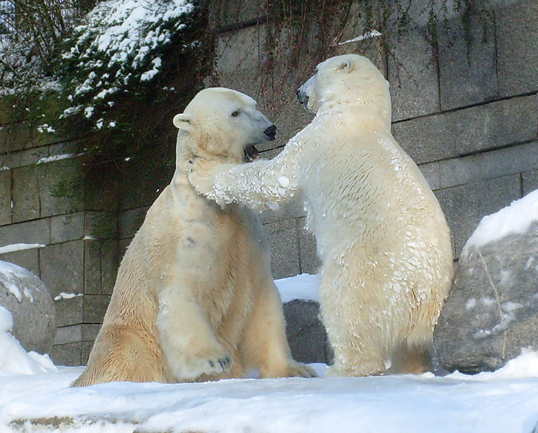 Eisbär Lars und Eisbärin Jerka im Wuppertaler Zoo am 15. Februar 2010
