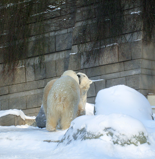 Eisbärin Jerka und Eisbär Lars im Zoo Wuppertal am 15. Februar 2010