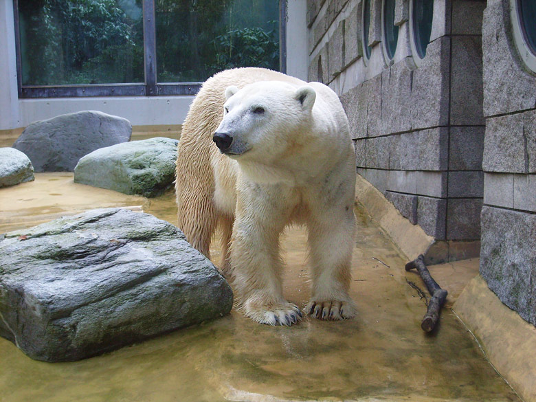 Eisbär Lars auf der Mutter-Kind-Anlage im Zoo Wuppertal am 3. März 2010