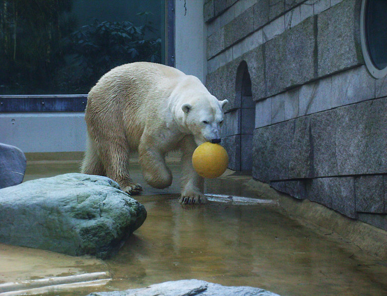 Eisbär Lars auf der Mutter-Kind-Anlage im Zoologischen Garten Wuppertal am 3. März 2010