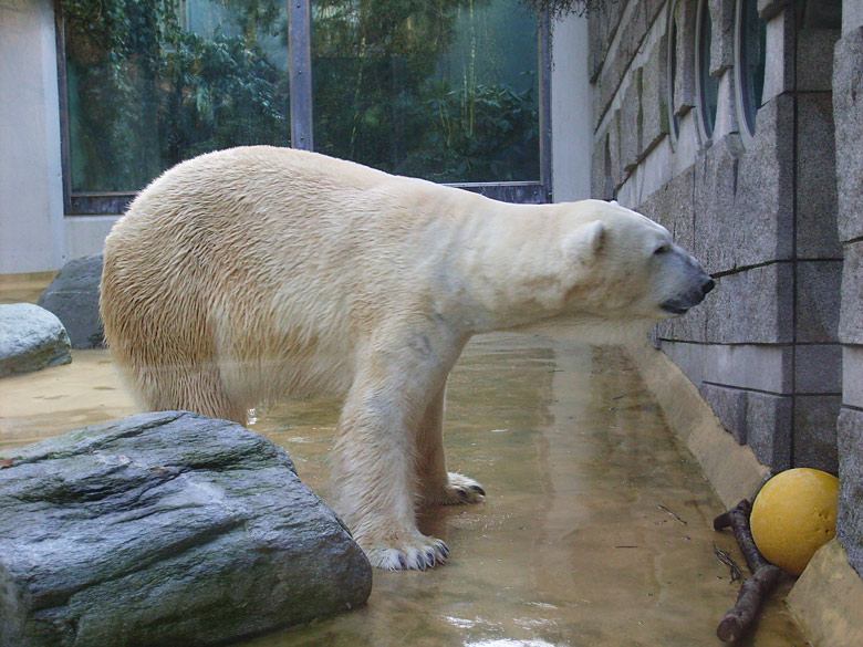 Eisbär Lars auf der Mutter-Kind-Anlage im Zoo Wuppertal am 3. März 2010