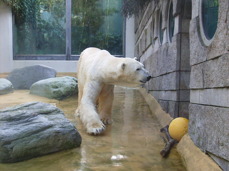 Eisbär Lars auf der Mutter-Kind-Anlage im Zoologischen Garten Wuppertal am 3. März 2010