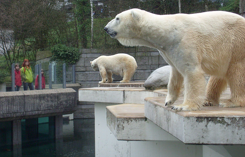 Eisbär Lars und Eisbärin Jerka im Wuppertaler Zoo am 30. März 2010