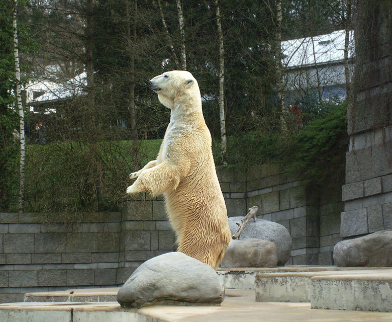 Eisbär Lars im Zoo Wuppertal am 2. April 2010