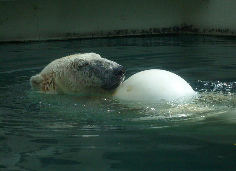 Eisbärin Jerka mit Ball im Wasser im Zoologischen Garten Wuppertal am 2. April 2010
