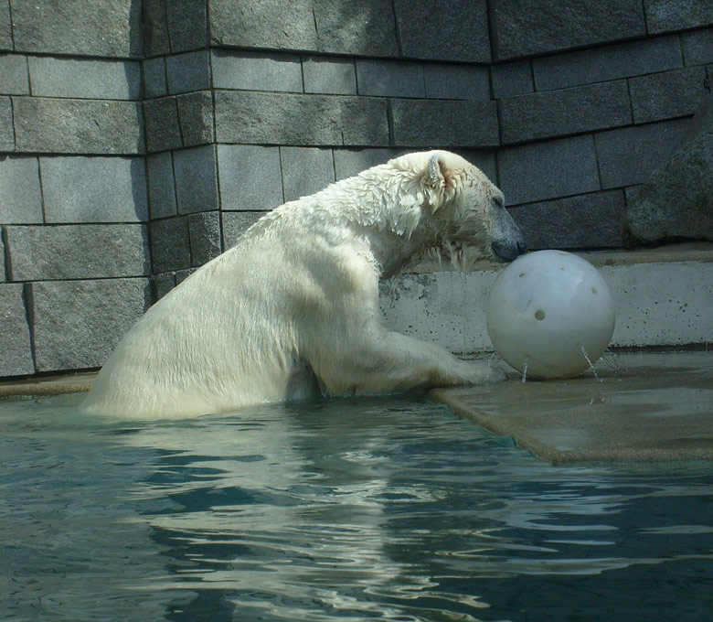 Eisbärin Jerka mit Ball im Wuppertaler Zoo am 2. April 2010