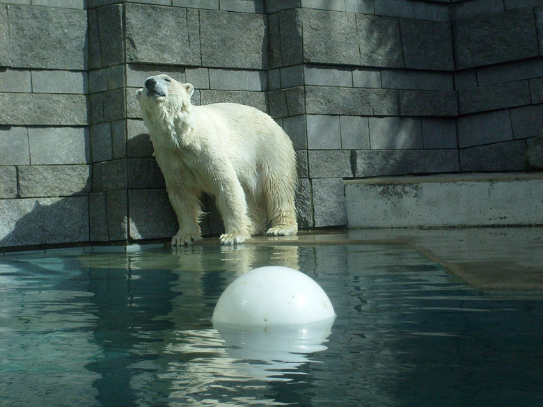 Eisbärin Jerka mit Ball im Zoologischen Garten Wuppertal am 2. April 2010
