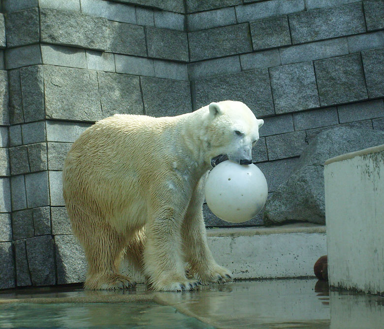 Eisbär Lars mit Ball im Zoo Wuppertal am 2. April 2010