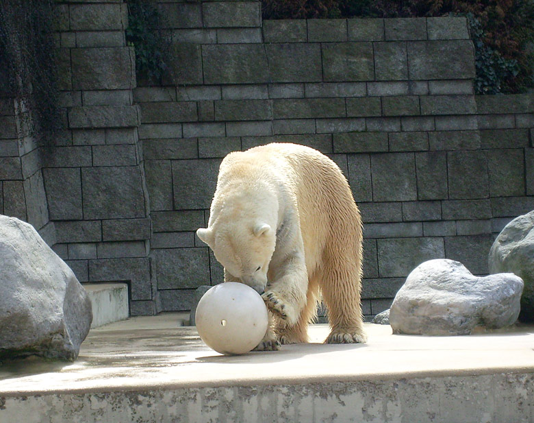 Eisbär Lars mit Ball im Wuppertaler Zoo am 2. April 2010