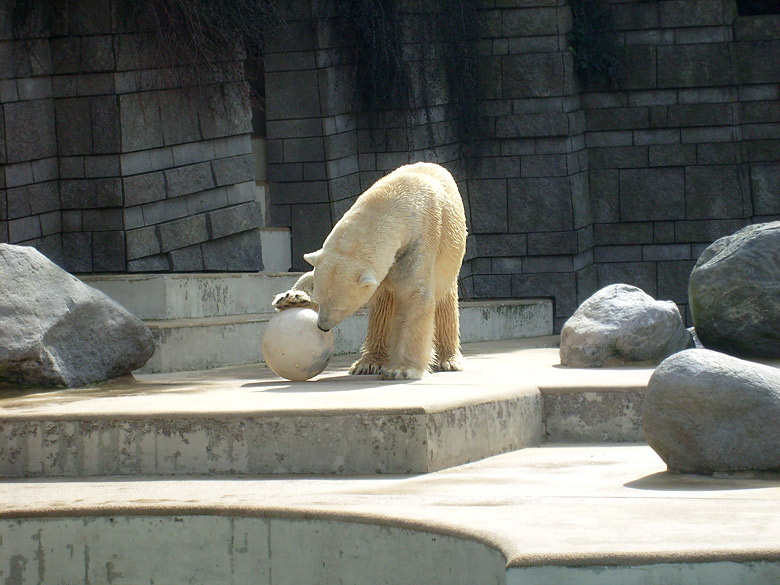 Eisbär Lars mit Ball im Zoologischen Garten Wuppertal am 2. April 2010