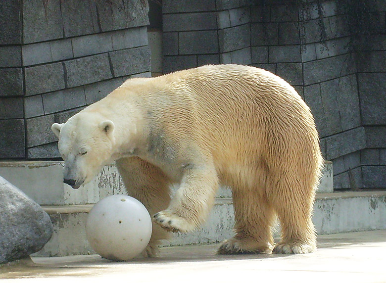 Eisbär Lars mit Ball im Zoo Wuppertal am 2. April 2010