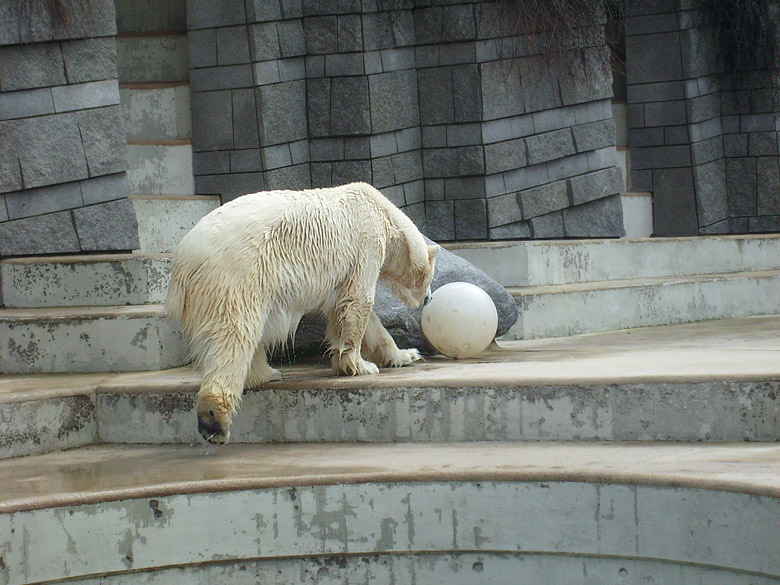 Eisbär Lars mit Ball im Zoologischen Garten Wuppertal am 2. April 2010