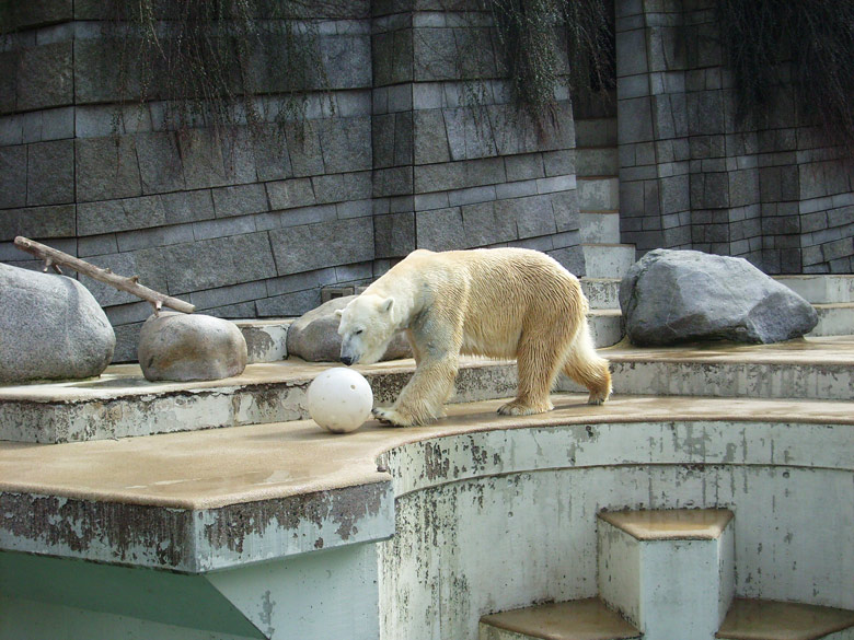 Eisbär Lars mit Ball im Wuppertaler Zoo am 2. April 2010