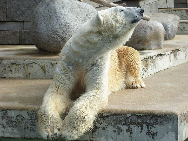 Eisbär Lars im Zoo Wuppertal am 6. April 2010