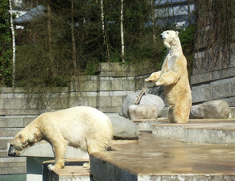 Eisbärin Jerka und Eisbär Lars im Zoologischen Garten Wuppertal am 6. April 2010