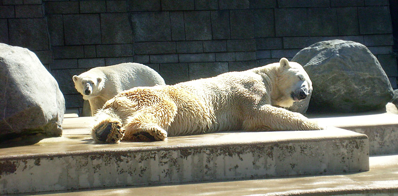 Eisbär Lars im Zoo Wuppertal am 6. April 2010
