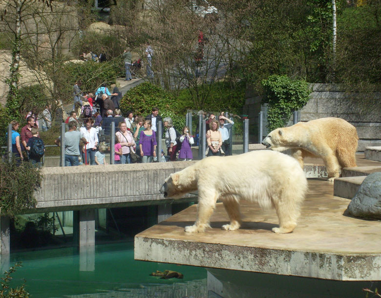 Besucher/innen bei Eisbärin JERKA und Eisbär LARS im Zoo Wuppertal am 7. April 2010