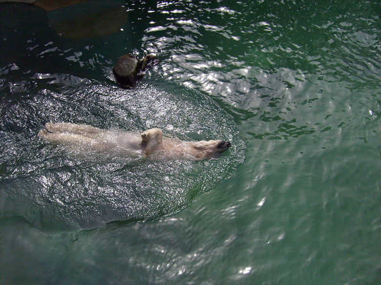 Eisbärin Jerka im Wuppertaler Zoo am 7. April 2010